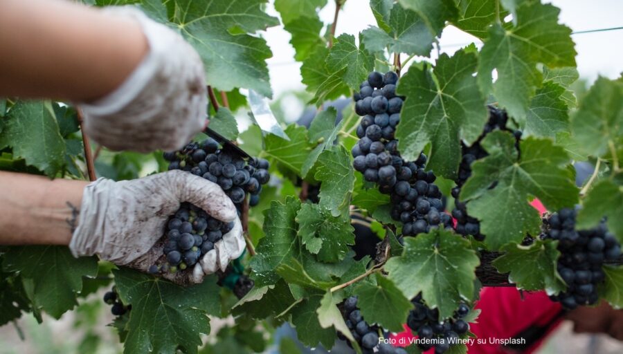vendemmia 2023