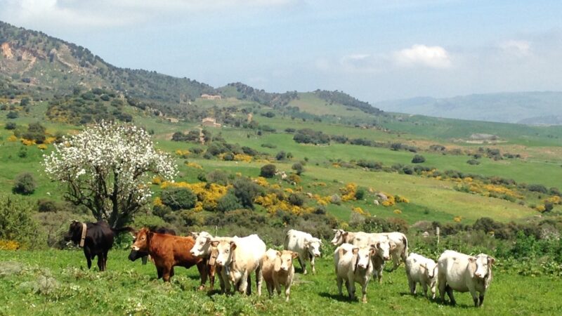 Sicilialleva, torna ad Alia la manifestazione dedicata alla zootecnia