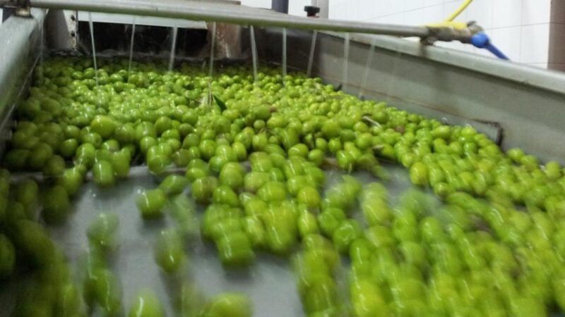 Progetto In.Mi.Qu.Oil, corso su raccolta e molitura delle olive