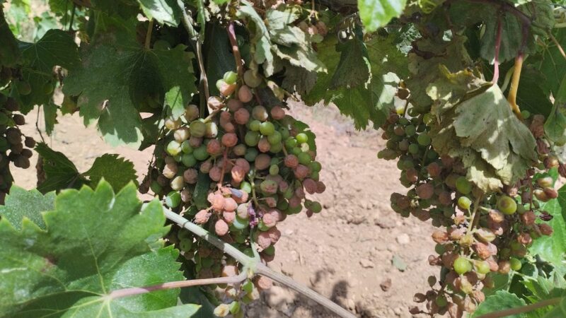 Peronospora, ufficialmente danni gravi solo in sei province