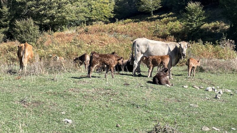 Brucellosi e tubercolosi, inefficaci al Sud i piani di eradicazione