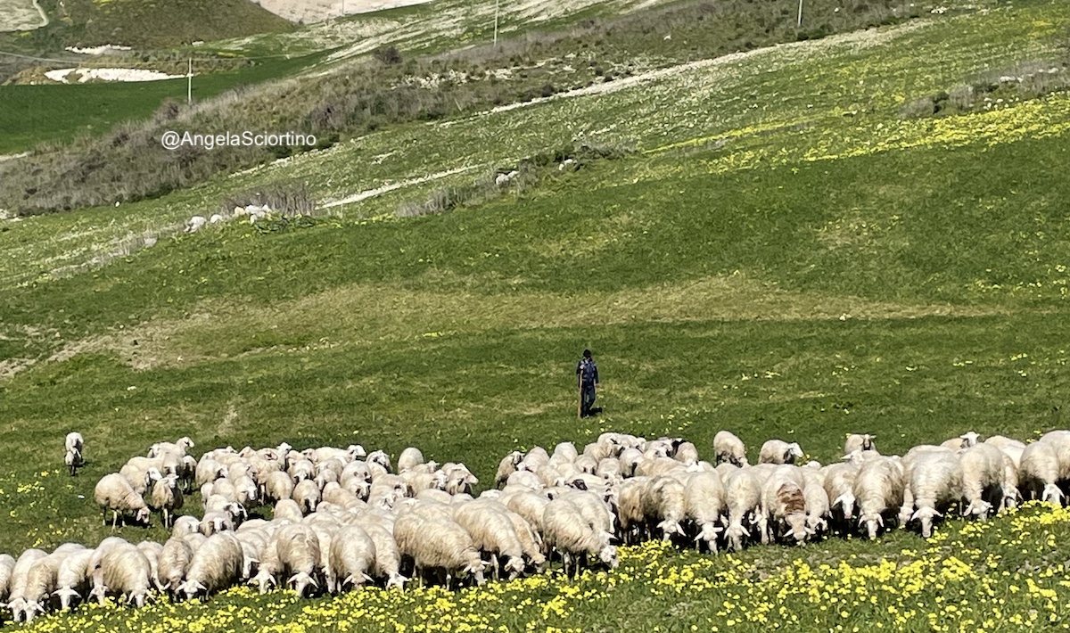 Biodistretti, solo 5 in Sicilia. Nessuna norma per riconoscerne nuovi