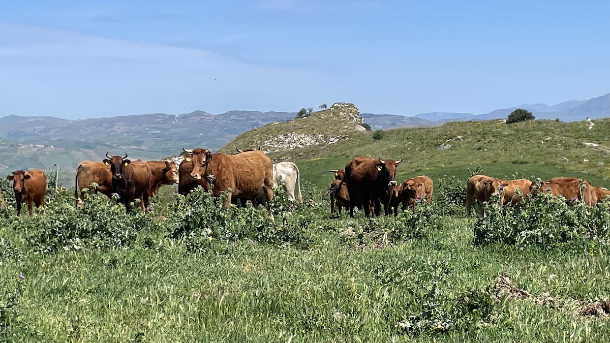 Carne sintetica, Italia Bio: si eviti il divorzio tra cibo e territorio