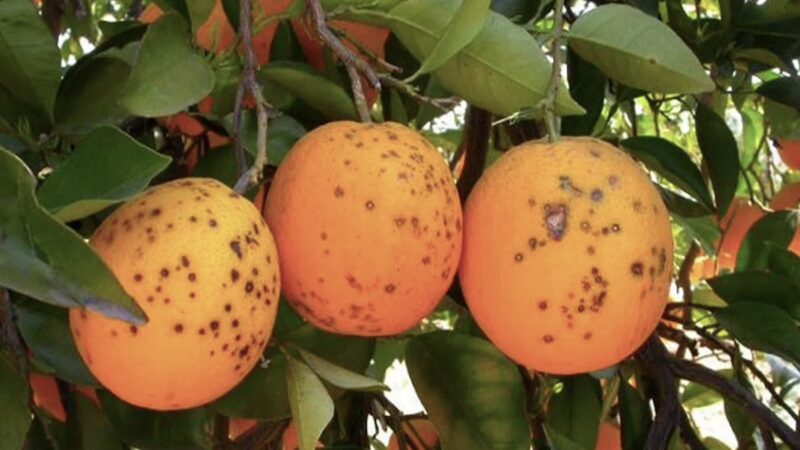 Rischio citrus black spot, serve stop agli agrumi dal Sud Africa