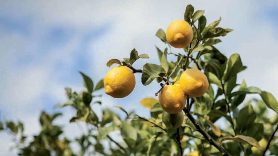 limone di Siracusa Igp