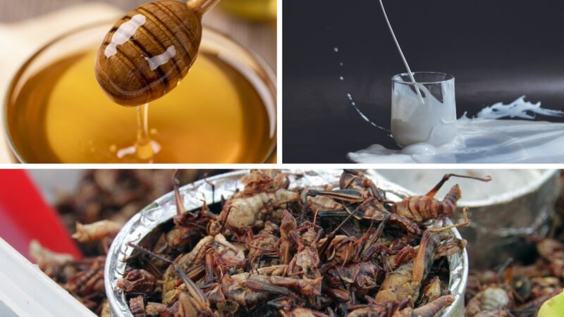 Farine di insetti e alimenti sintetici, Italia Bio: difendere il cibo reale