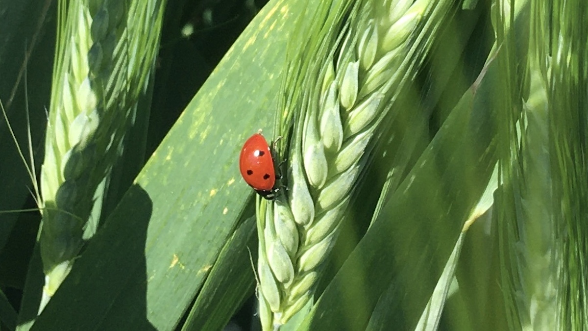 Agricoltura bio, bando 2024 da 190 milioni per mantenerla
