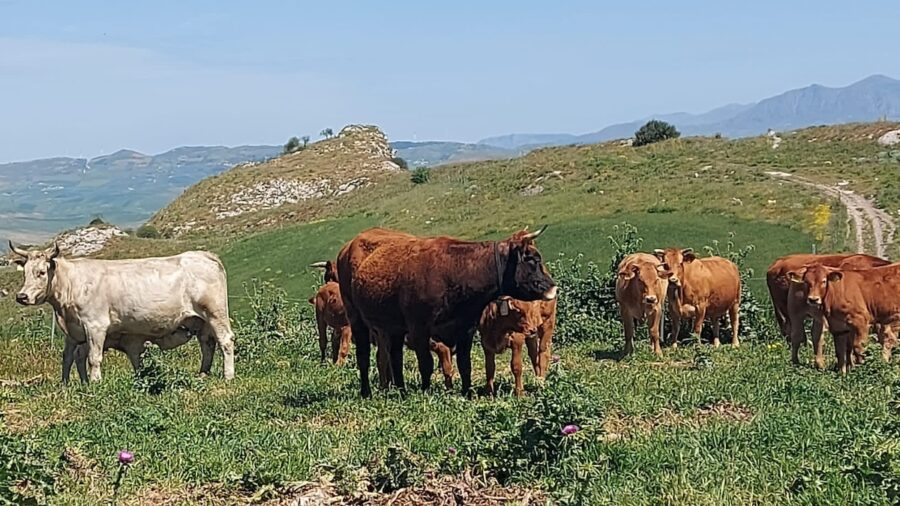 indennità compensativa