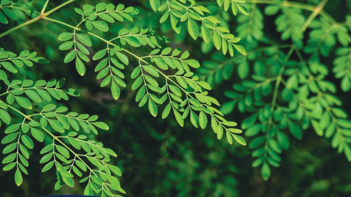 Giornate di studio a Favara (Ag) su piante officinali e moringa