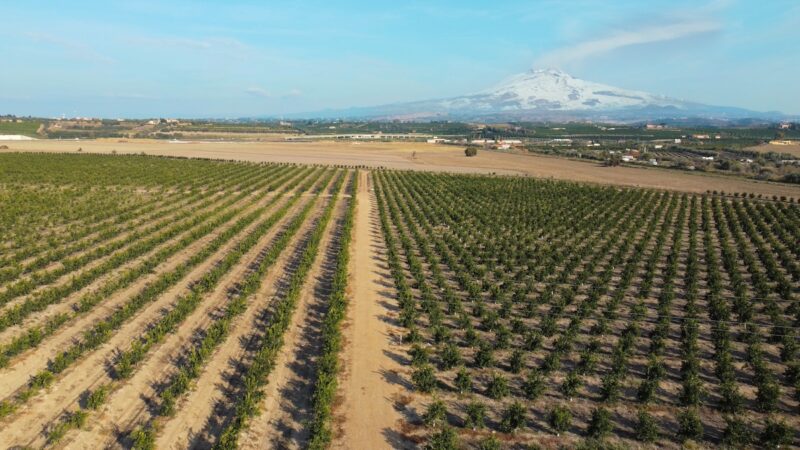 Unifrutti ancora in crescita, acquisita in Sicilia la “Castellana Farm”