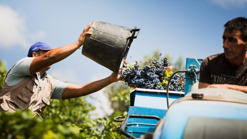 Crisi viticoltura, ok della Regione sulla vendemmia verde