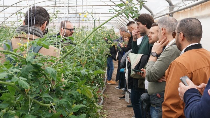 Pachino Igp, pomodoro in cerca di internazionalizzazione e tutela