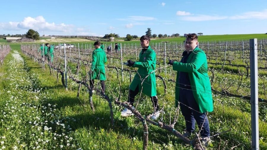 vino connect sicilia