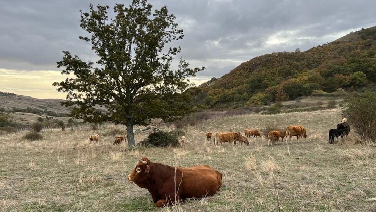 Stato di crisi ed emergenza siccità per la zootecnia siciliana