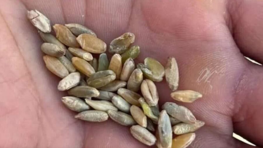 Pozzallo grano canadese