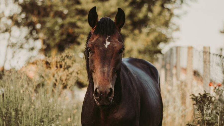 cavallo siciliano