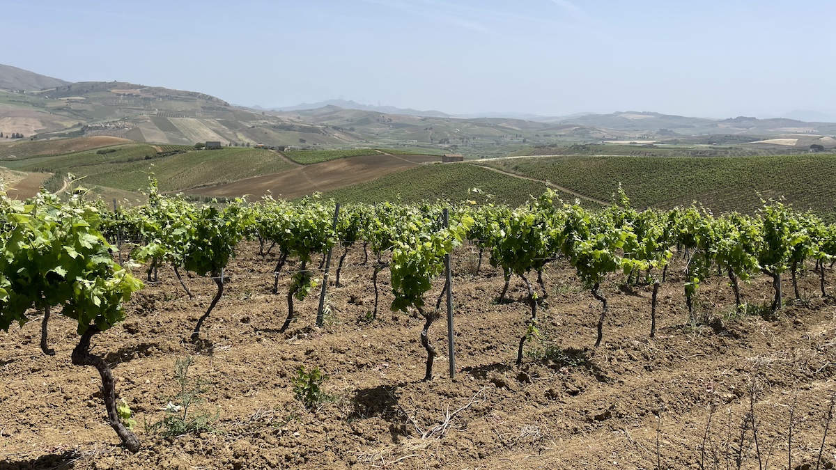 Vendemmia verde: tutte le domande ammesse saranno finanziate