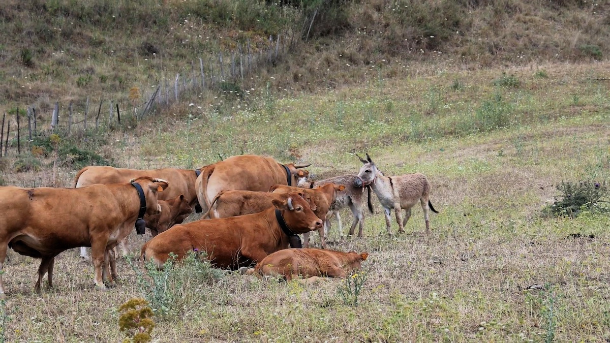 Salta Commissione Ars, animali condannati a morire di fame