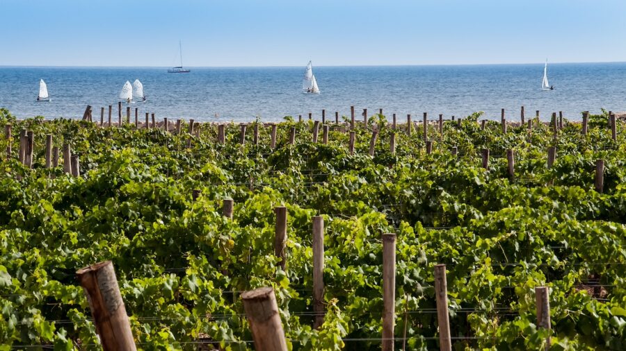 La Sicilia del vino