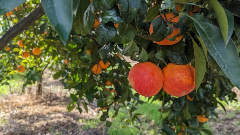 Novarancia, innovazioni per un’agrumicoltura sostenibile e resistente