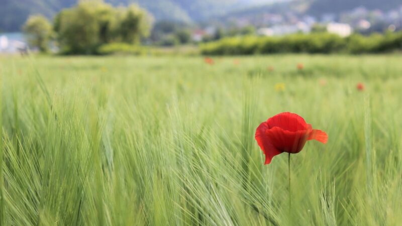 Valorizzare biodiversità e comunità del cibo, seminario ad Agrigento