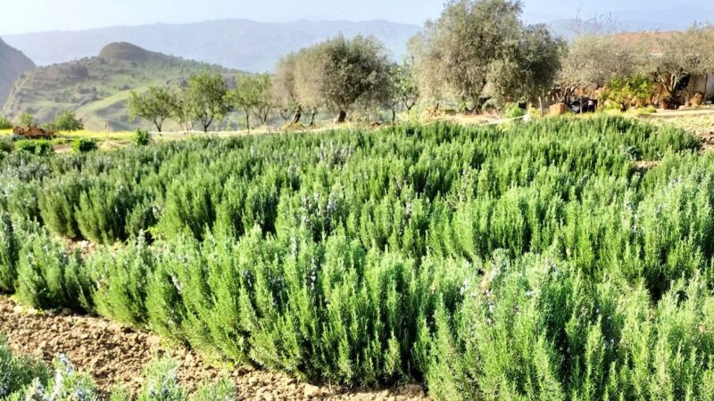 Officinali e aromatiche, ad Agrigento i risultati del progetto Val.Inn.P.O.