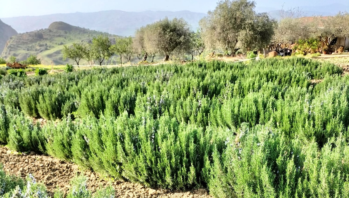 Officinali e aromatiche, ad Agrigento i risultati del progetto Val.Inn.P.O.