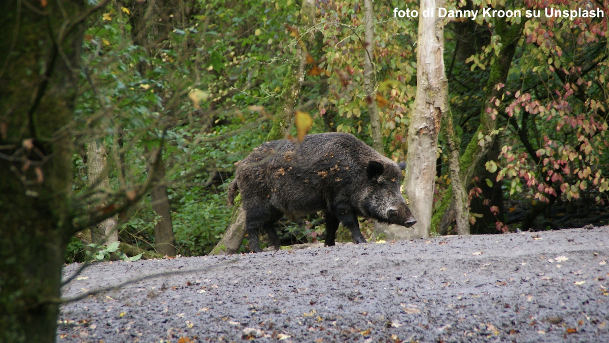 Piano per la gestione della fauna selvatica, disco verde della Giunta