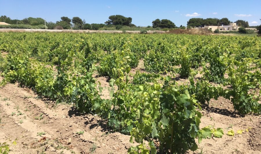 Salemi