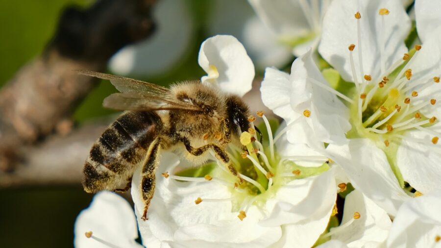 ImpollinAzione