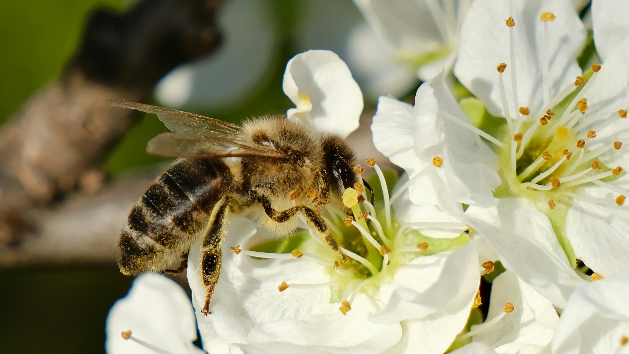 “ImpollinAzione” al Parco Jalari: si celebrano le api e la biodiversità