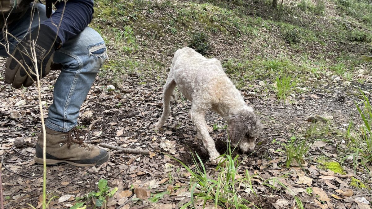 Tartufi, a Palermo tutto quello che c’è da sapere per raccoglierli