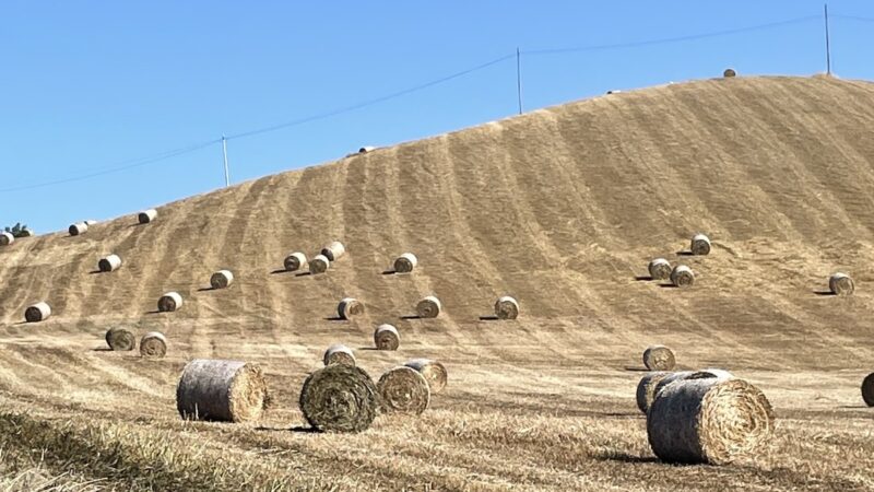 Progetti Psr a rischio tra scadenze sovrapposte e Sian che non gira