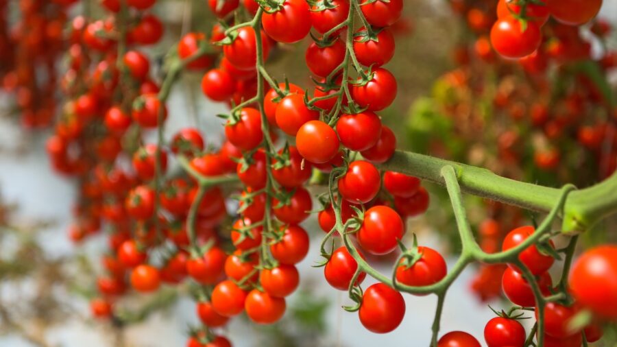 pomodoro