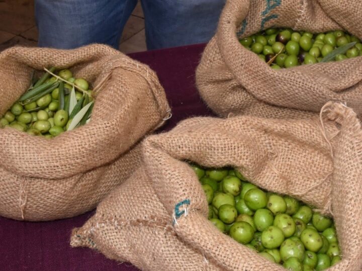 Manfredi Barbera lancia minibond per filiere olivicole green