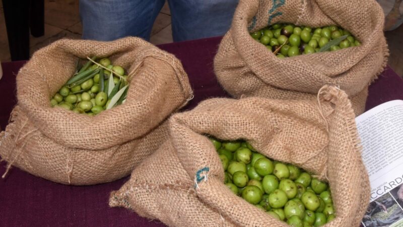 Manfredi Barbera lancia minibond per filiere olivicole green