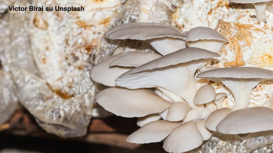 funghi ostrica