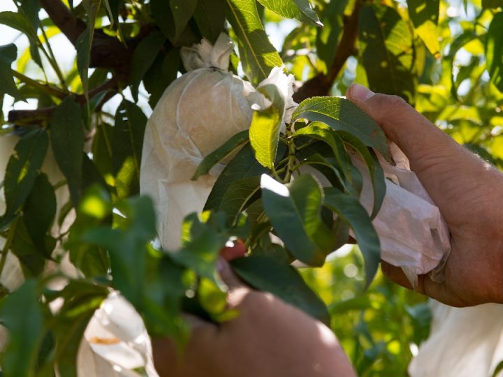 Pesca di Leonforte Igp, la tardiva che porta la Sicilia nel mondo