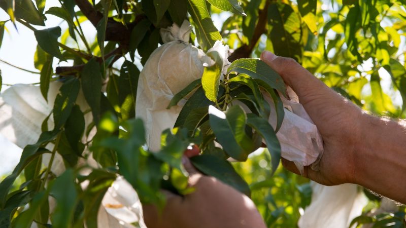 Pesca di Leonforte Igp, la tardiva che porta la Sicilia nel mondo