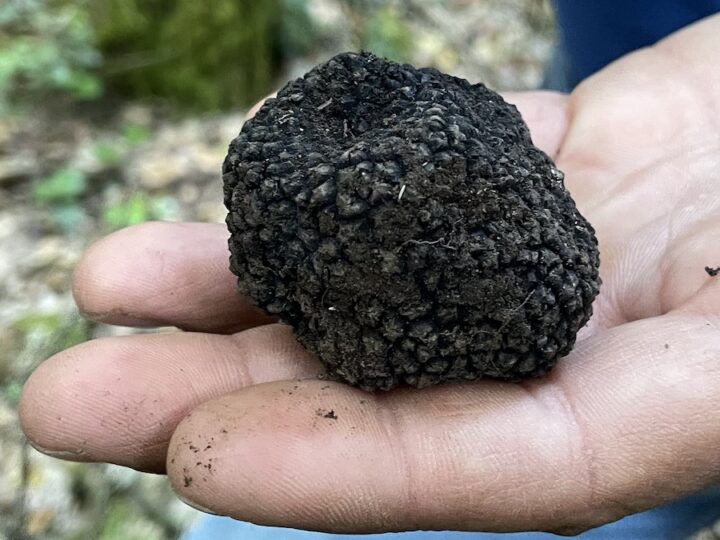 Tartufo, per iniziativa del Crea un corso online di alta formazione