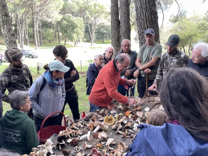 Andar per funghi in regola: a Ficuzza corso base di micologia