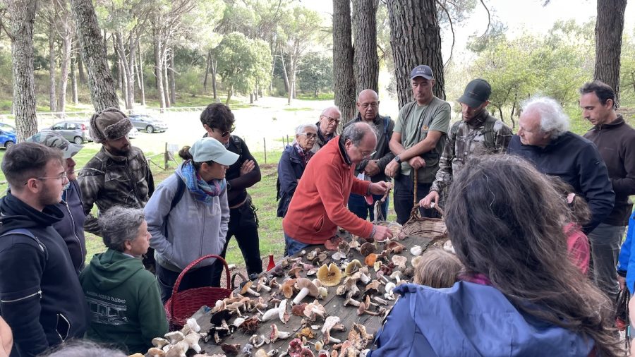 lezione pratica funghi