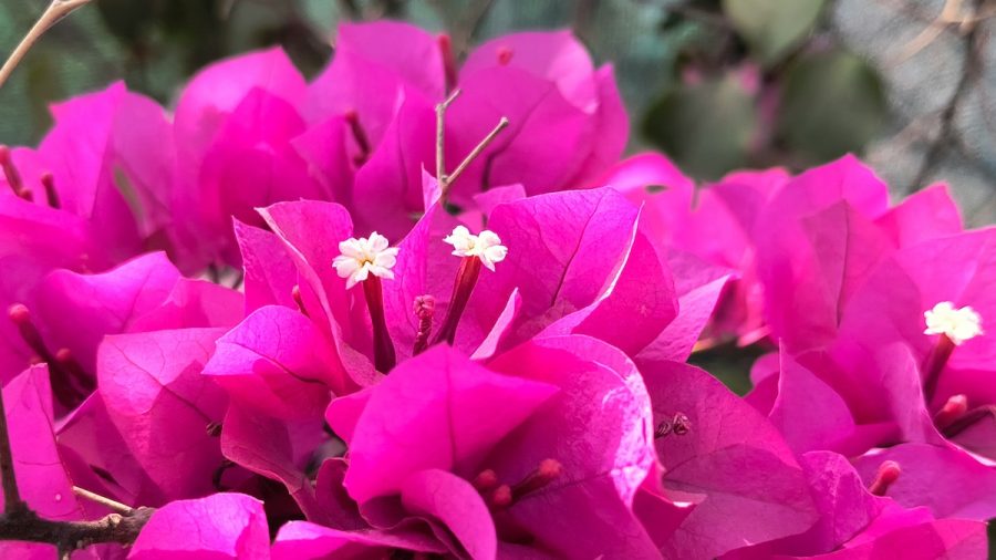 Bouganvillea di Menfi