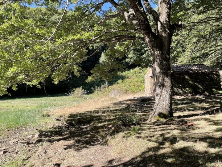 Nasce in Italia il registro dei crediti di carbonio forestali