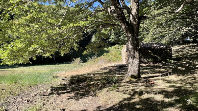 Nasce in Italia il registro dei crediti di carbonio forestali