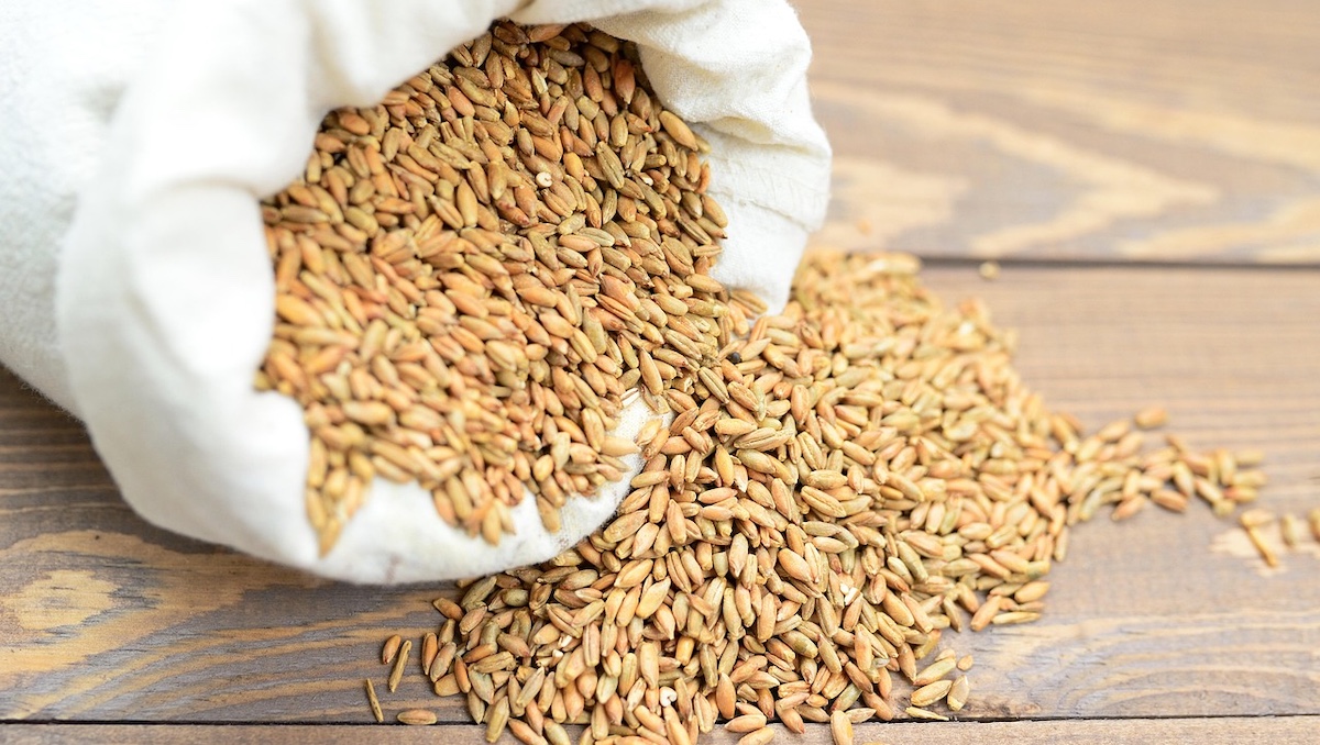 Enea, raggi gamma sul grano: più sicurezza alimentare e shelf life e qualità inalterata