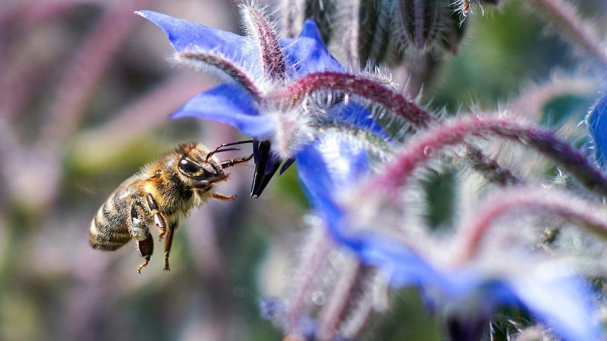 Api e biodiversità: debutta a Catania la community a tutela degli operosi insetti