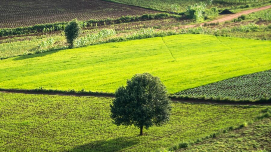 agronomi