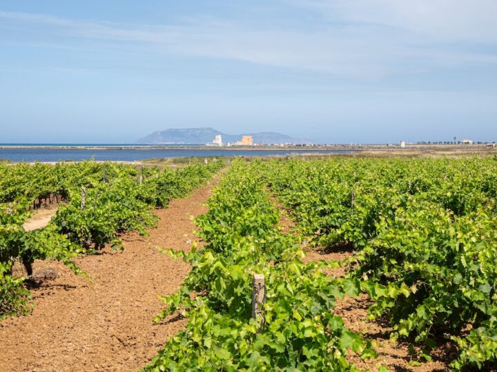Trame di Vino, lo Stagnone di Marsala racconta il suo futuro