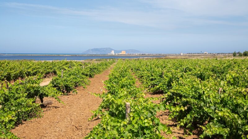 Trame di Vino, lo Stagnone di Marsala racconta il suo futuro